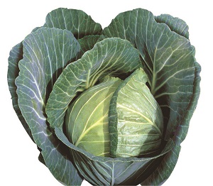 Cabbage Gloria Star F1 10g